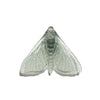 Pūriri Moth | Luke Jacomb Studio