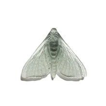 Pūriri Moth | Luke Jacomb Studio