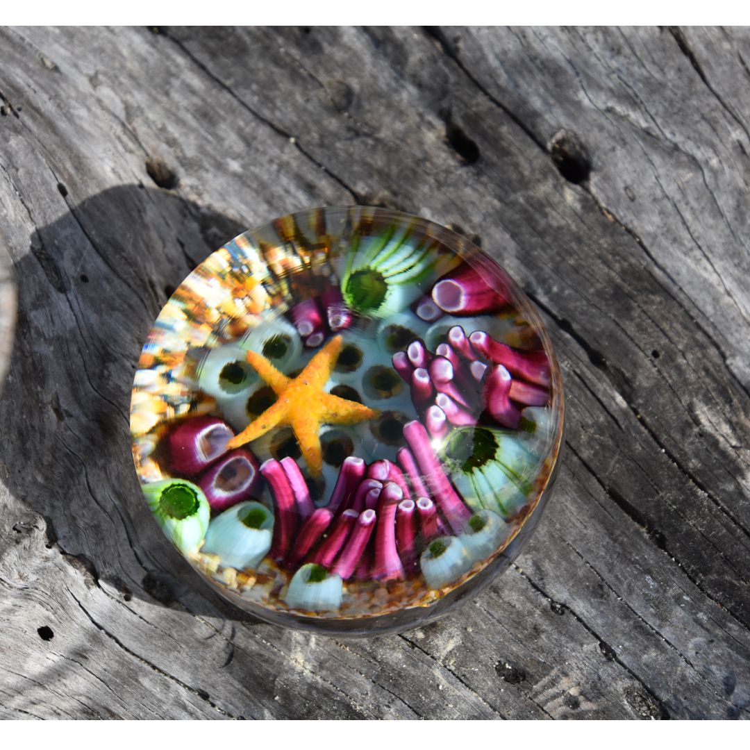 Coral Reef Paperweight
