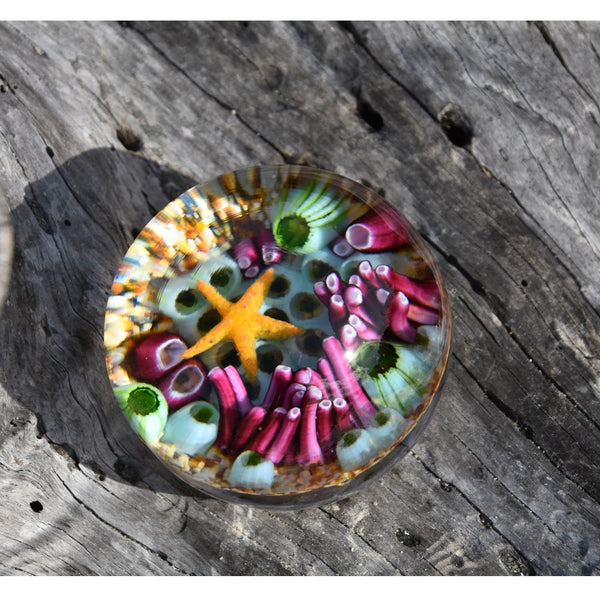 Coral Reef Paperweight