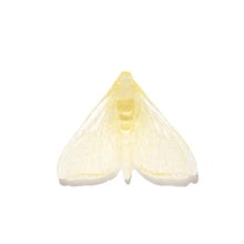 Pūriri Moth | Luke Jacomb Studio