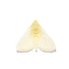 Pūriri Moth | Luke Jacomb Studio
