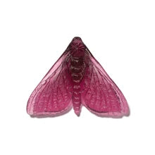 Pūriri Moth | Luke Jacomb Studio