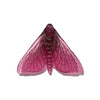 Pūriri Moth | Luke Jacomb Studio