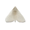 Pūriri Moth | Luke Jacomb Studio