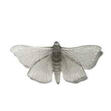 Pūriri Moth | Luke Jacomb Studio