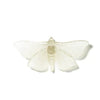 Pūriri Moth | Luke Jacomb Studio