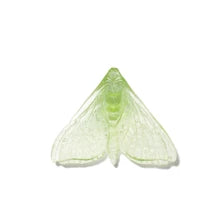 Pūriri Moth | Luke Jacomb Studio
